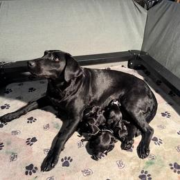 Girl 3 - Black female Labrador Retriever puppy in New Braunfels, Texas from Balanced Rock Retrievers