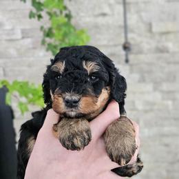 Zambezi Limpopo - Phantom female Bernedoodle puppy in Marshall, Michigan from Whispering Aspen Homestead