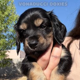Bronner - Black and tan male Dachshund puppy in Arizona from Vonaducci Doxies, LLC.