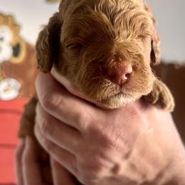 Goldendoodle Puppies from Kid's Best Doodle