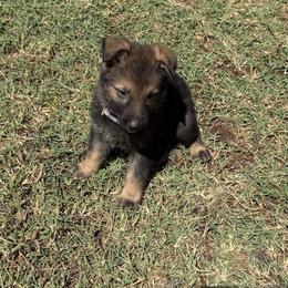 Grey Collar Sable Male - Sable male German Shepherd puppy in Milan, Illinois from Stonewick German Shepherds