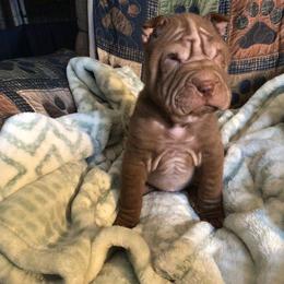 Chinese Shar-Pei Puppies from Bilderbear Shar-Pei