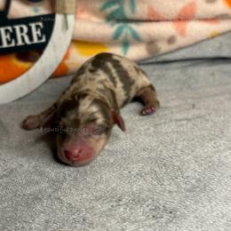 Ohio Buckeye - Dapple male Dachshund puppy in Washington from Beautiful Doxies