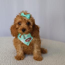 Celeste - Red female Cavapoo puppy in Apopka, Florida from Rae Precious Puppies