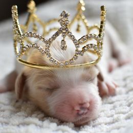 Goldendoodle Puppies from Edge Farm Goldendoodles