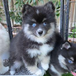 Oakley - Black and white female Pomsky puppy in La/Oc, California from SoCal Pomskies LLC