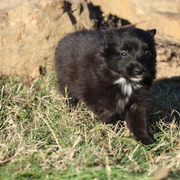 Australian Shepherd, Miniature Australian Shepherd, and Toy Australian Shepherd Puppies from Elmo’s Toy and Miniature Australian Shepherds
