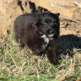 Australian Shepherd, Miniature Australian Shepherd, and Toy Australian Shepherd Puppies from Elmo’s Toy and Miniature Australian Shepherds
