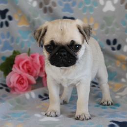 Kendra - Fawn female Pug puppy in Tuscola, Illinois from Dream on puppies