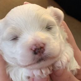 Companion Crosses and Maltese from For The Luv of Pawz