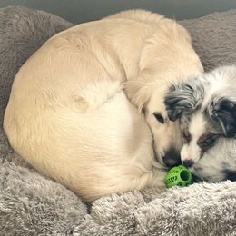 Golden Retrievers from Alfalfa Lane Adventures