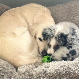 Golden Retrievers from Alfalfa Lane Adventures