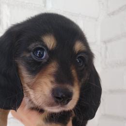 Boy 2 - Dachshund puppy in Georgia from Farm Tree's Dachshund Haven