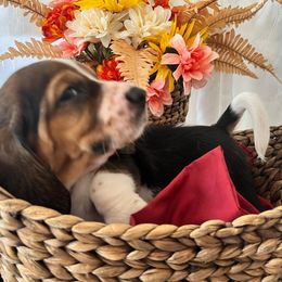 Mulan - Black brown and white female Basset Hound puppy in Willow Spring, North Carolina from Blackberry Creek Basset Hounds