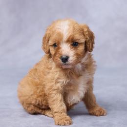Darla - Red female Cavapoo puppy in Apple Creek, Ohio from Grandeur Valley Puppies