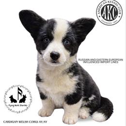 Aeros - Cardigan Welsh Corgi