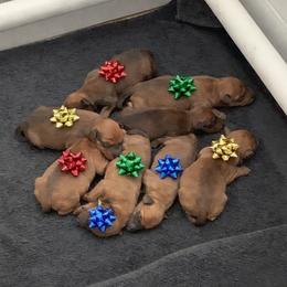 Boy 1 - Red male Irish Terrier puppy in Austin, Texas from ATX Irish Terriers