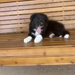 Border Collie Puppies from SoCal/Promise Land Border Collies