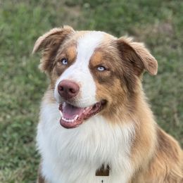 Huxley - Australian Shepherd