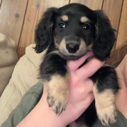 Boone (PET ONLY) - Black and cream male Dachshund puppy in Goldthwaite, Texas from Mini Mama Dachshunds