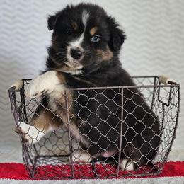 Russell - Black tri-color male Australian Shepherd puppy in Mountain Grove, Missouri from K Bar H Farms