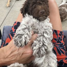 Lagotto Romagnolo Puppies from Anna’s Lagottos