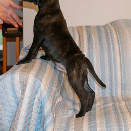 Staffordshire Bull Terrier Puppies from Rukkus Staffords