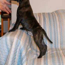 Staffordshire Bull Terrier Puppies from Rukkus Staffords
