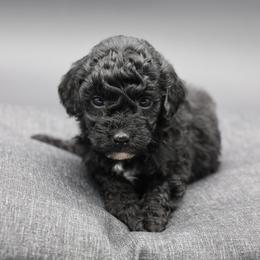 Yellow collar - Black female Poodle puppy in Edmond, Oklahoma from The Redbud Roost