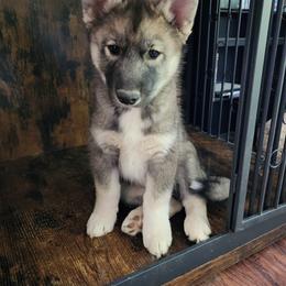 Siberian Husky Puppies from Xavier's Home for Gifted Huskies