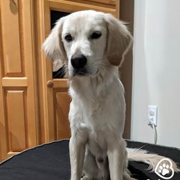 Newton - Companion Cross