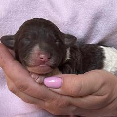Tina - White and red female Bordoodle puppy in Canfield, Ohio from Poo's Doo's & Inu's