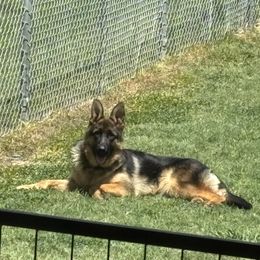A pretty girl - Black and red female German Shepherd puppy in Galt, California from At Redwood Runs