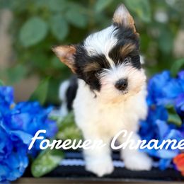 Max - Black tan and white male Biewer Terrier puppy in Lathrop, California from Forever Charmed