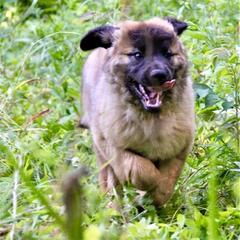 Great Pyrenees and Leonberger Puppies from Easter Acres
