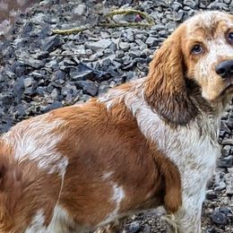 Casanova - English Springer Spaniel