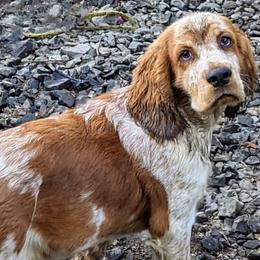 Casanova - English Springer Spaniel