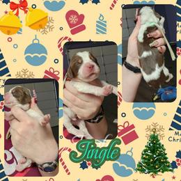 Jingle - Liver white and tan male English Springer Spaniel puppy in Westover, Maryland from Sterling's springer Haven