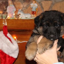 Boy 1 - Black and red male German Shepherd puppy in Claysville, Pennsylvania from Von Kunstlerisch