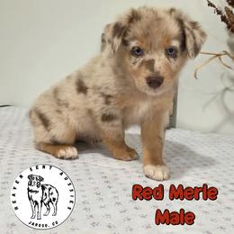 Elote - Red merle male Miniature Australian Shepherd puppy in Jaroso, Colorado from Heaven Sent Aussies