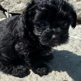 Maple - Black female Yorkipoo puppy in Howard City, Michigan from Petite Joie Puppies