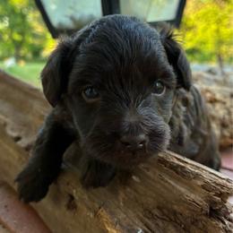 Ulysses - Brown and white male Aussiedoodle puppy in Oklahoma City, Oklahoma from Foneb Farm - The F1B Farm
