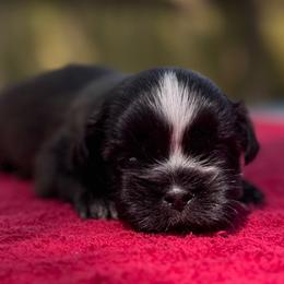Boy 4 - Black and white male Shih Tzu puppy in Mobile, Alabama from FluffyTail Shih Tzu