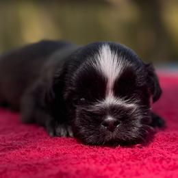 Boy 4 - Black and white male Shih Tzu puppy in Mobile, Alabama from FluffyTail Shih Tzu