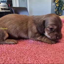 Cream girl - Cream female Dachshund puppy in Cedar City, Utah from Country Doxies