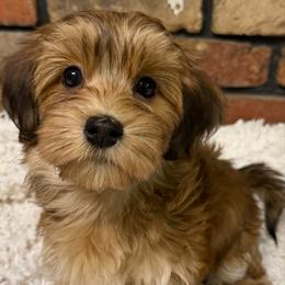 Boy 1 - Red male Havanese puppy in Greeley, Colorado from Just be Havanese