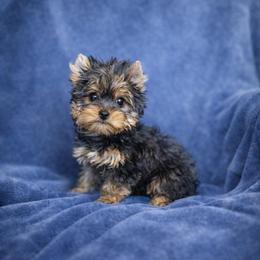 Tator tot - Black and tan male Yorkshire Terrier puppy in Daleville, Indiana from Monarch Yorkshire Terriers