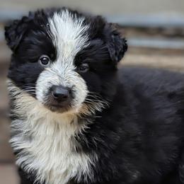Cheshire - Panda female German Shepherd puppy in Olean, New York from F&B Kennels