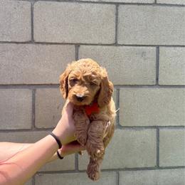 Orange collar Snoopy - Apricot male Goldendoodle puppy in Fontana, California from Grammy's Puppy Love doodles and poodles