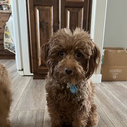 Gwenny - Goldendoodle